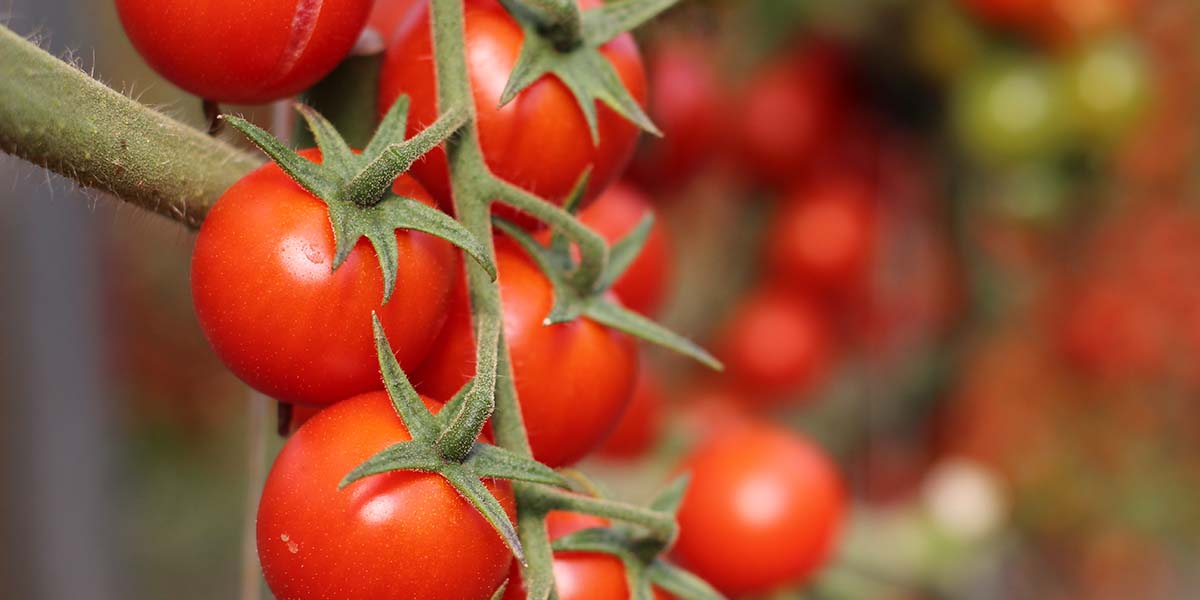 Un educational tour dedicato al Pomodoro di Pachino Igp